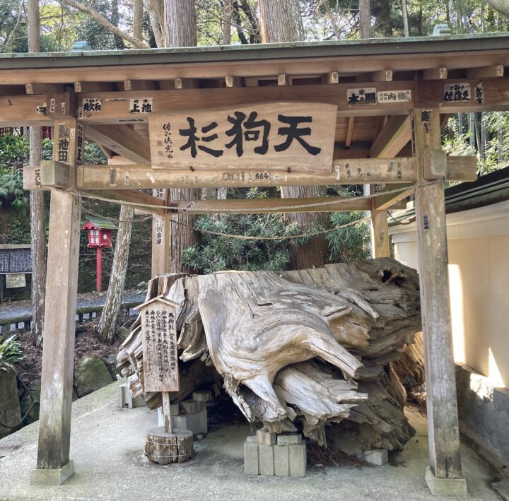 油山寺　天狗杉